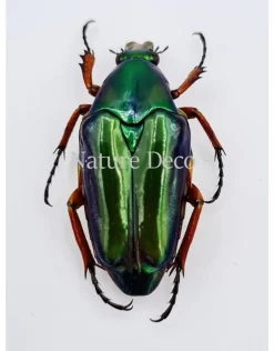Ongeprepareerde Chalcothea Resplendens