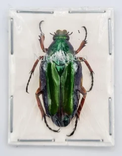 Ongeprepareerde Chalcothea Resplendens