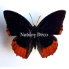 Ongeprepareerde Charaxes Anticlea