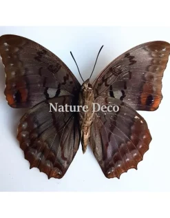 Ongeprepareerde Charaxes Anticlea