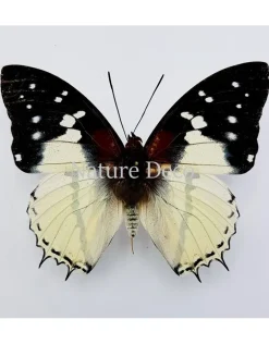 Ongeprepareerde Charaxes Hadrianus