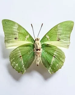 Ongeprepareerde Charaxes Eupale