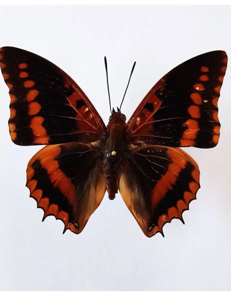 Ongeprepareerde Charaxes Lucretius