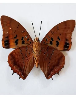 Ongeprepareerde Charaxes Lucretius