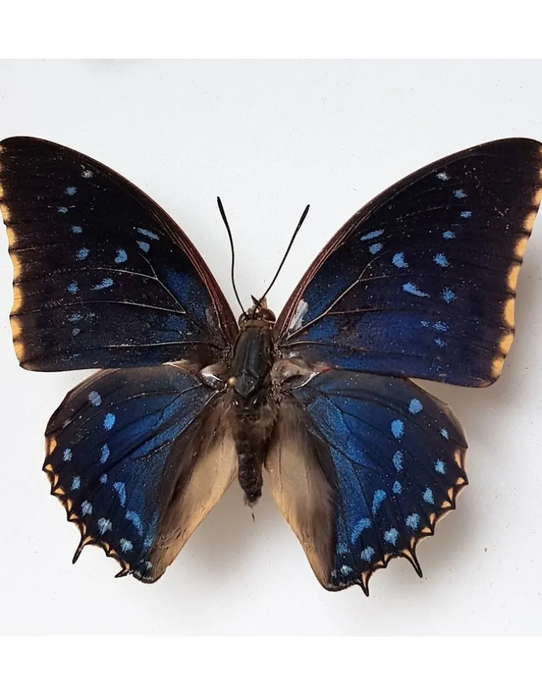 Ongeprepareerde Charaxes Tiridates