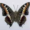 Ongeprepareerde Charaxes Castor