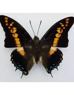 Ongeprepareerde Charaxes Castor