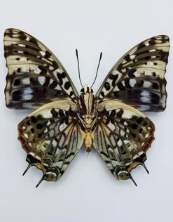 Ongeprepareerde Charaxes Etesipe