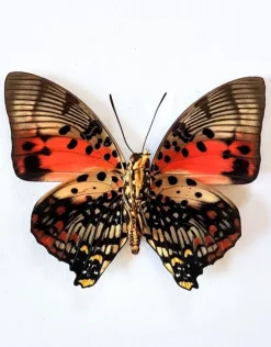 Ongeprepareerde Charaxes Zingha