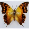 Ongeprepareerde Charaxes Candiope