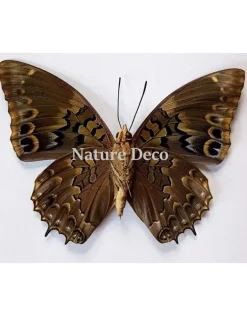 Ongeprepareerde Charaxes Smaragdalis