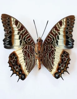 Ongeprepareerde Charaxes Brutus