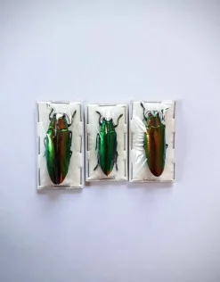 (On)geprepareerde Chrysochroa Fulminans Fulminans (prachtkever) 5 stuks