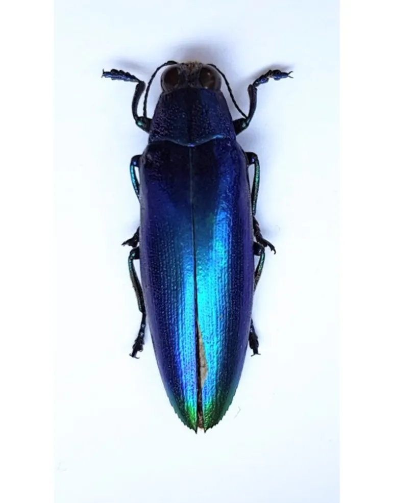 (On)geprepareerde Chrysochroa Fulminans Fulminans (blauwe prachtkever)