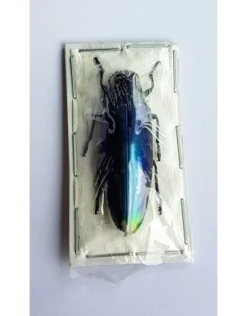 (On)geprepareerde Chrysochroa Fulminans Fulminans (blauwe prachtkever)