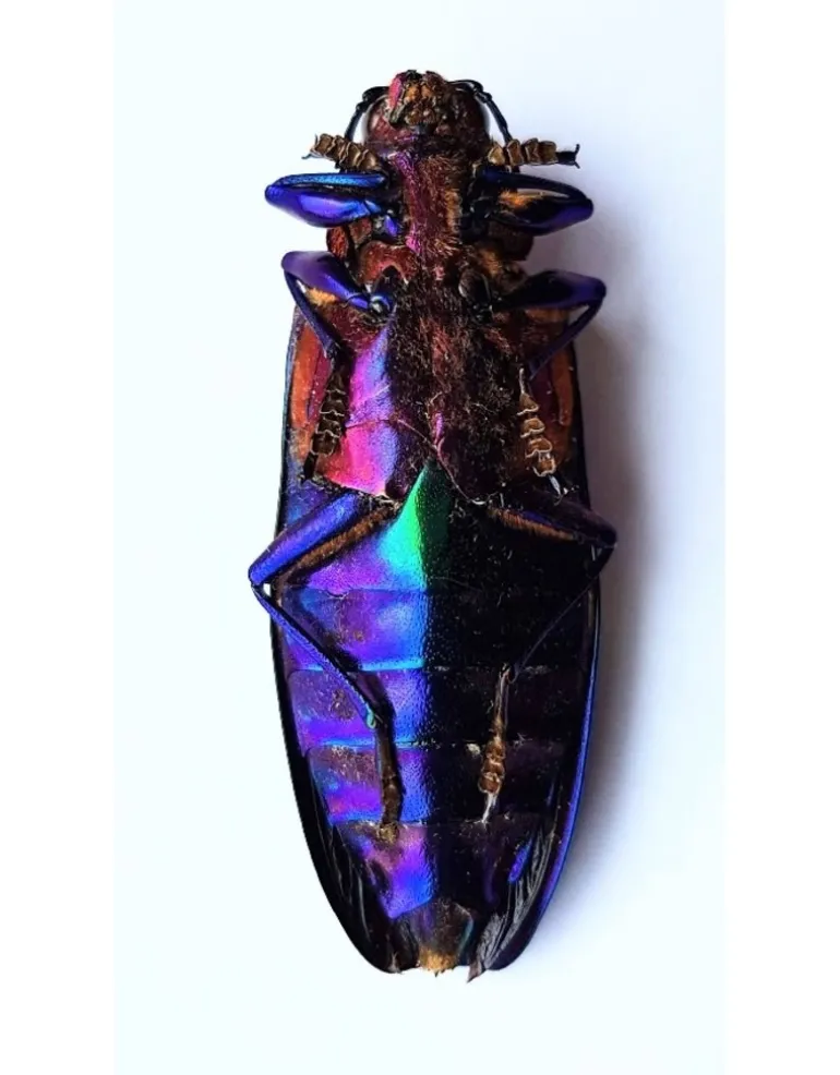 Ongeprepareerde Chrysochroa Buqueti Rugicollis