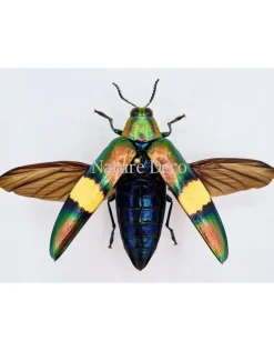 Ongeprepareerde Chrysochroa saundersii