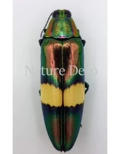 Ongeprepareerde Chrysochroa saundersii