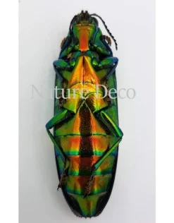 Ongeprepareerde Chrysochroa saundersii