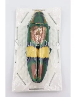 Ongeprepareerde Chrysochroa saundersii