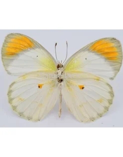 Ongeprepareerde Colotis Euippe