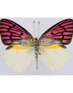 Ongeprepareerde Colotis Zoe