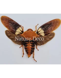 (On)geprepareerde Cosmoscarta Apiana (schuimcicade)