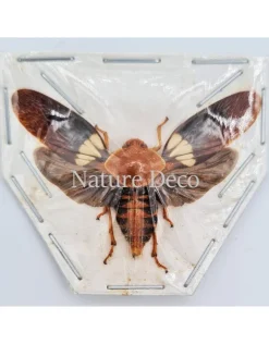 (On)geprepareerde Cosmoscarta Apiana (schuimcicade)