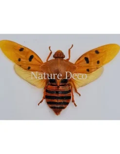 (On)geprepareerde Cosmoscarta Dorismacula (schuimcicade)