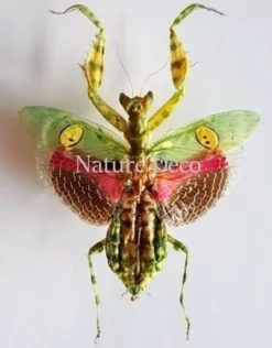 (On)geprepareerde Creobroter gemmatus