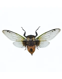 (On)geprepareerde Cryptotympana acuta (cicade)