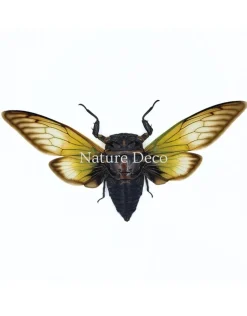 (On)geprepareerde Cryptotympana fumipennis (cicade)