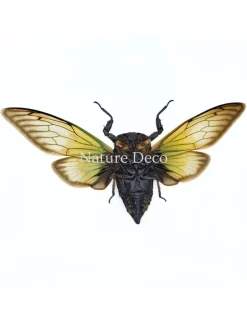 (On)geprepareerde Cryptotympana fumipennis (cicade)