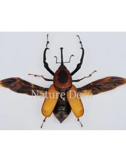 Ongeprepareerde Curculionidae sp.