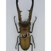(On)geprepareerde Cyclommatus Metallifer finae
