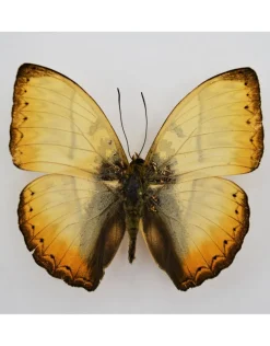Ongeprepareerde Cymothoe Reinholdi