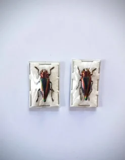 (On)geprepareerde Cyphogastra Javanica (prachtkever)