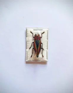 (On)geprepareerde Cyphogastra Javanica (prachtkever)