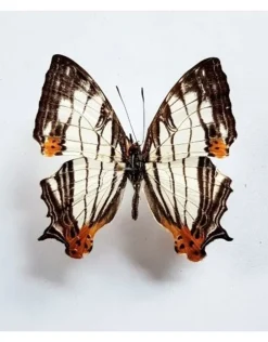Ongeprepareerde Cyrestis Thyodamas