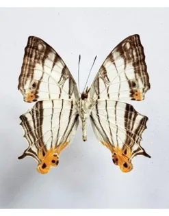 Ongeprepareerde Cyrestis Thyodamas
