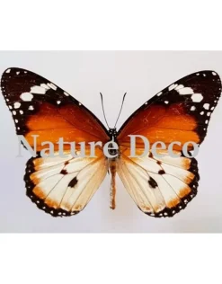 Ongeprepareerde Danaus Chrysippus B keus