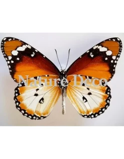Ongeprepareerde Danaus Chrysippus B keus