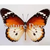 Ongeprepareerde Danaus Chrysippus