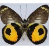 Ongeprepareerde Delias Albertisi