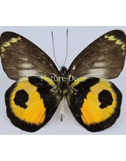 Ongeprepareerde Delias Albertisi