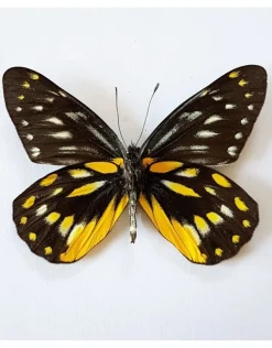 Ongeprepareerde Delias Belladonna
