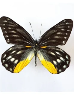 Ongeprepareerde Delias Belladonna