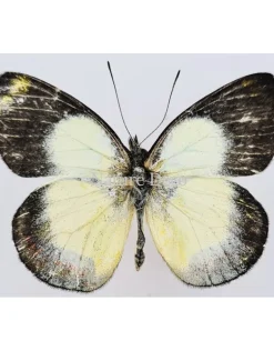 Ongeprepareerde Delias Bothwelli