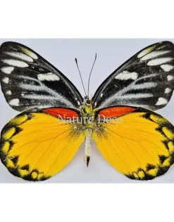 Ongeprepareerde Delias Descombesi