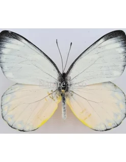 Ongeprepareerde Delias Descombesi